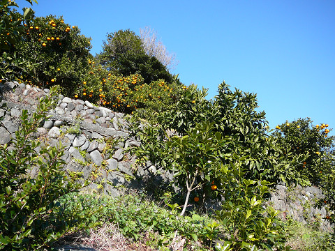 resize0300.jpg